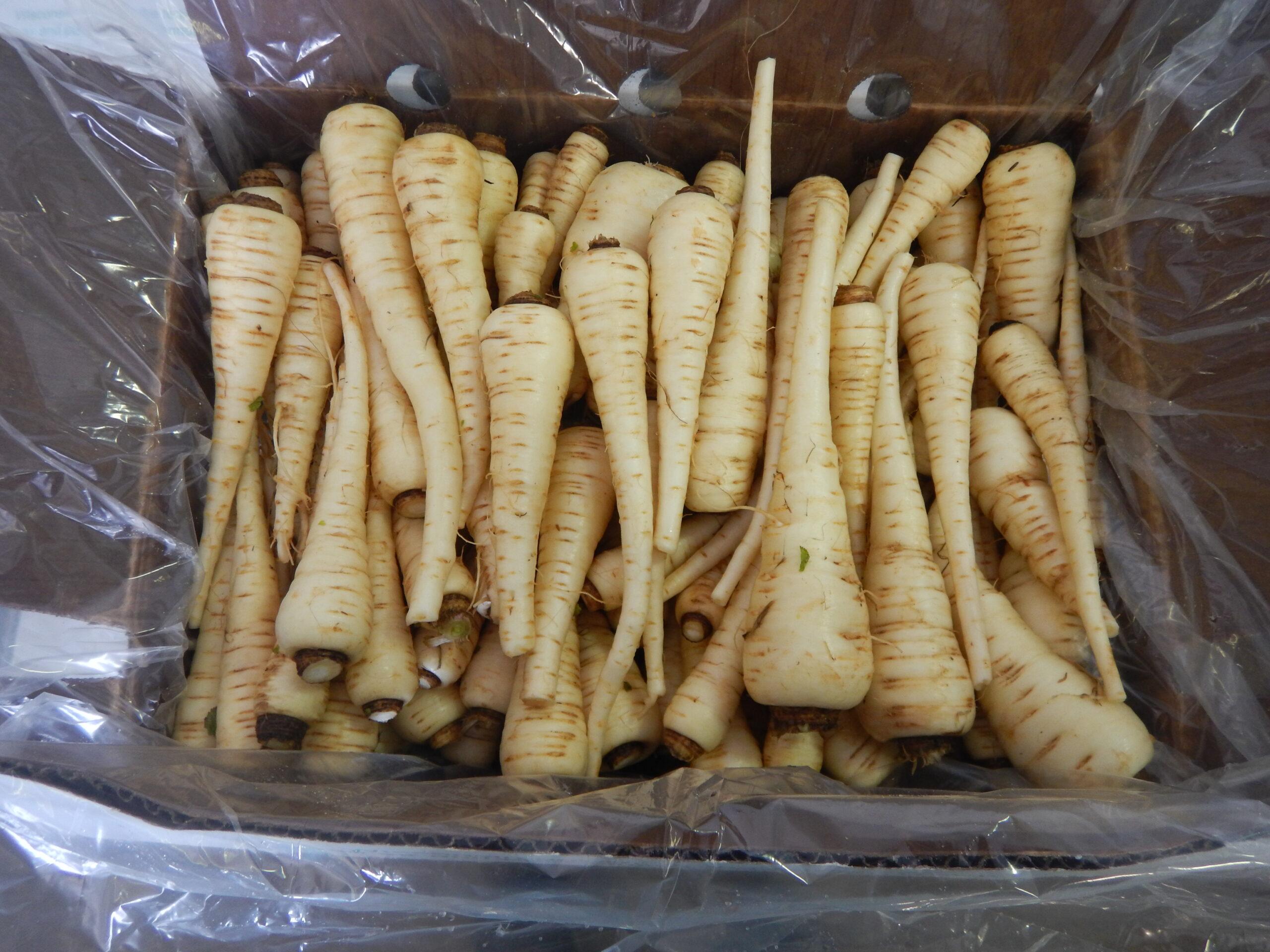 Parsnip